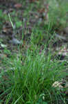 White edge sedge